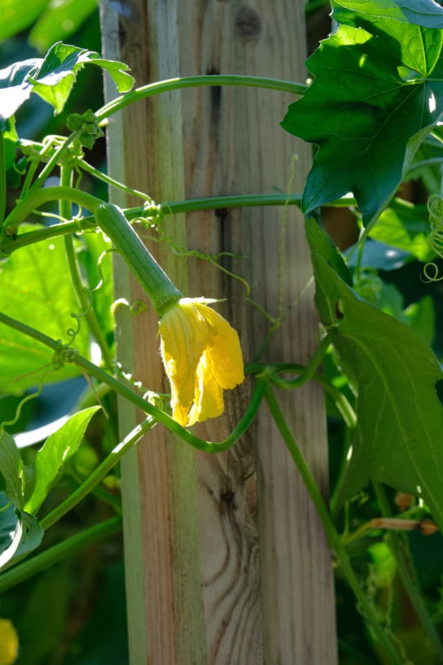 Close-up of a vibrant yellow flower with green stem and leaves, growing on a vine wrapped around a weathered wooden post