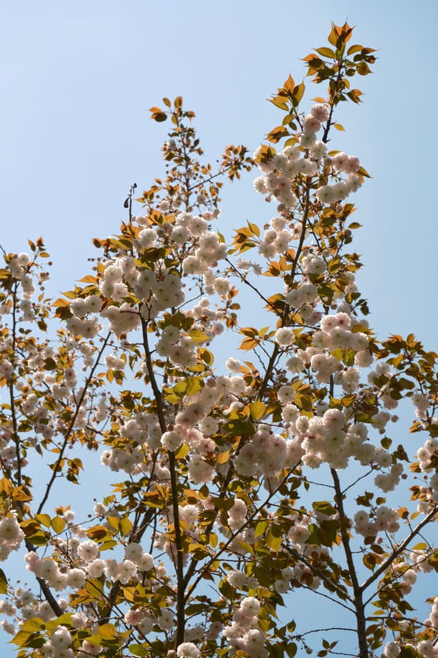 Branches of a tree covered in white blossoms and light green leaves against a clear blue sky