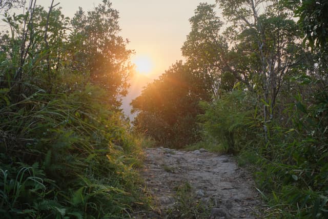 Narrow path flanked by trees and grass, sun disc visible at eye level, casting warm light