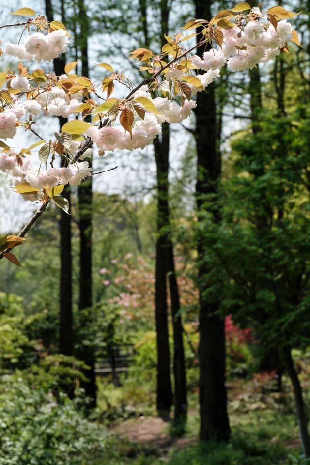 White blossoms on a branch, tall trees, green forest background