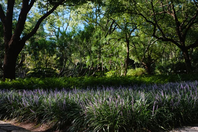 Lush garden with foreground ornamental grasses, midground shrubs, and large background trees