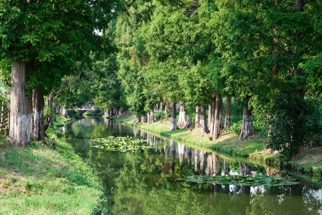Narrow canal flanked by tall green trees. Water reflects trees and contains aquatic vegetation. Grassy banks