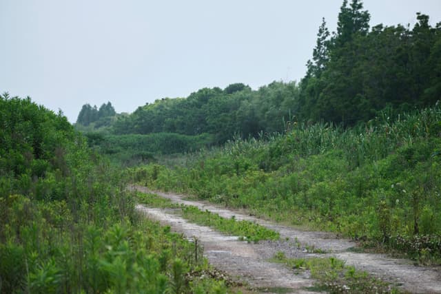Dirt track with two ruts, overgrown with weeds, cutting through dense green vegetation, including tall grasses and trees, under an overcast sky