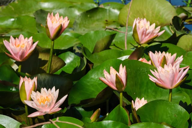 Numerous pink water lilies with green lily pads