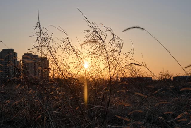Sun low on horizon, silhouetting tall dry grasses and city buildings