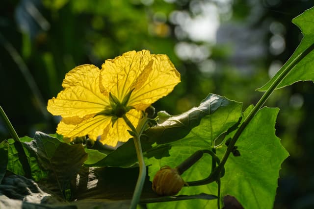Close-up of backlit yellow flower among green foliage