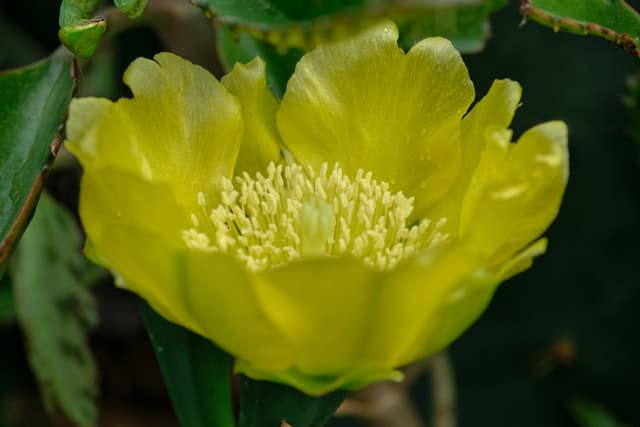 Close-up of a bright yellow cactus flower with numerous yellow stamens