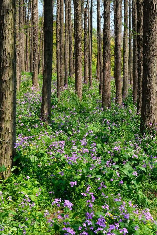 Dense forest with tall tree trunks, vibrant green undergrowth, and scattered purple flowers covering the ground