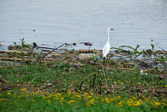 White egret stands on a debris-laden shore beside calm water, with green grass and yellow flowers in the foreground