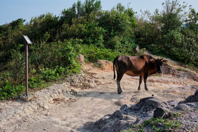 Brown cow on dirt path amidst green foliage, small signpost visible