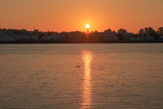 Sunset over water with city silhouette, sun reflection, and single bird