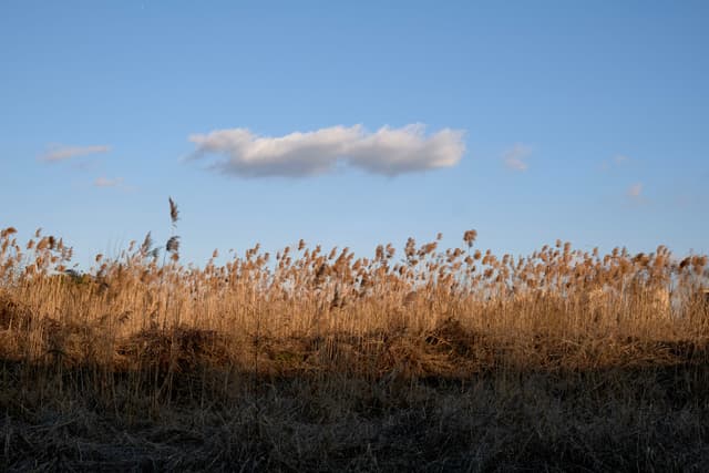 Dry golden reeds fill the lower half of the frame under a clear blue sky with one elongated white cloud