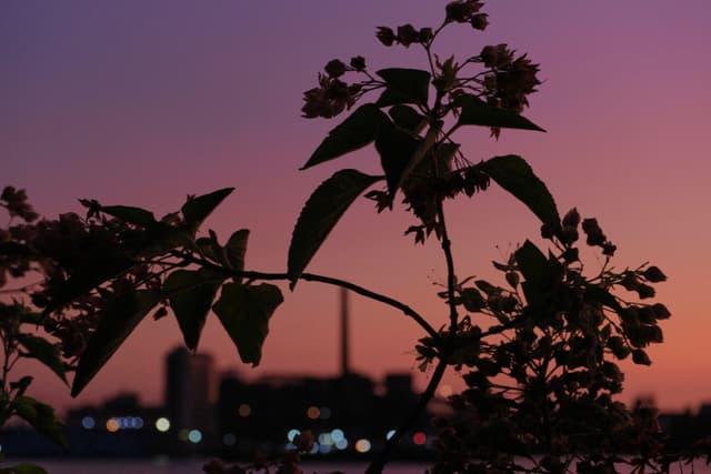 Silhouetted flowering plant against a gradient purple and orange sunset sky, with blurred water and city lights in the background