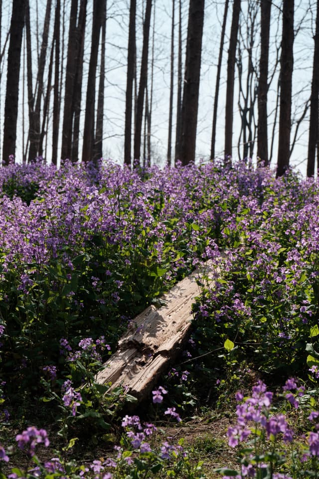 The bridge to rabbit hole
