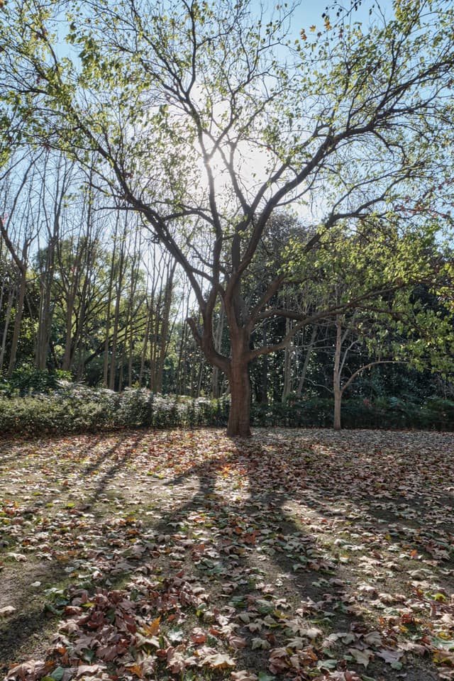 Tree silhouetted by sun, long shadows, fallen leaves on ground, forest background