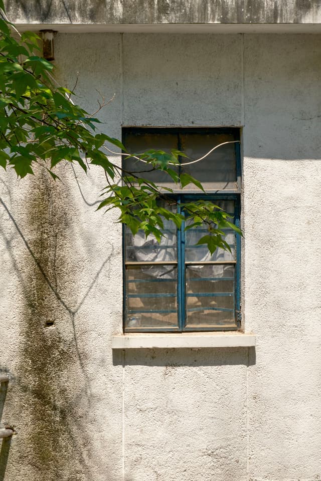 Textured white wall with blue-framed window and green leaves