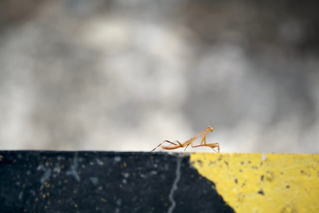 Small light brown insect on a textured dark grey and yellow concrete edge, against a blurry light grey background