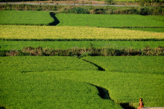 Rectangular agricultural fields in shades of green and yellow, divided by winding dark paths. A person is visible bottom right