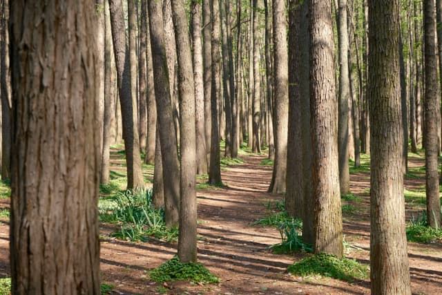 A narrow dirt path extends through a dense forest of tall, slender tree trunks with sparse green undergrowth