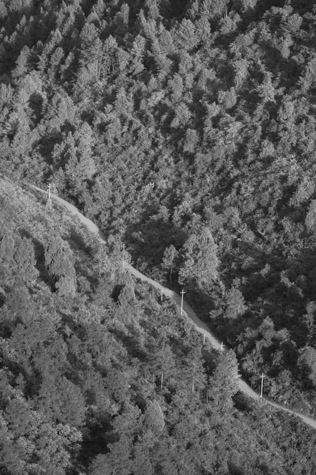 Black and white aerial view of a winding path through dense hillside forest with utility poles