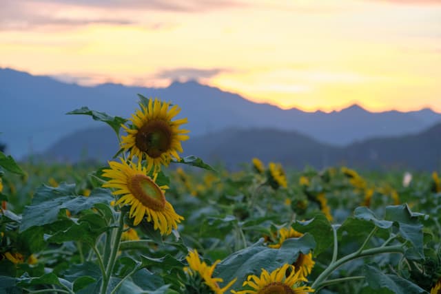 Field of sunflowers with mountains and colorful sunset sky in background
