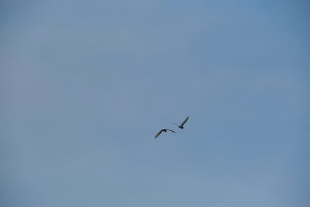 Two birds in flight against a clear light blue sky