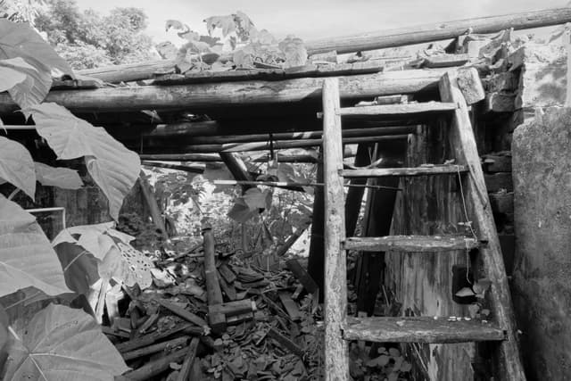 Monochrome view of a decaying wooden interior with ladder, debris, and foliage