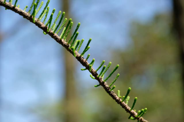 Close-up of a tree branch with emerging green needle leaves against a blurred forest and sky background