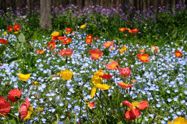 Field of red, yellow, and blue flowers with trees in background