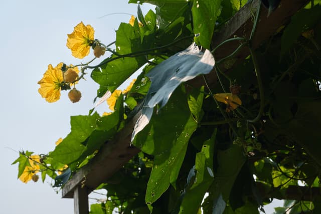 Yellow flowers and green leaves on a vine growing on a wooden trellis against a bright sky, with a light blue plastic piece entangled in the foliage