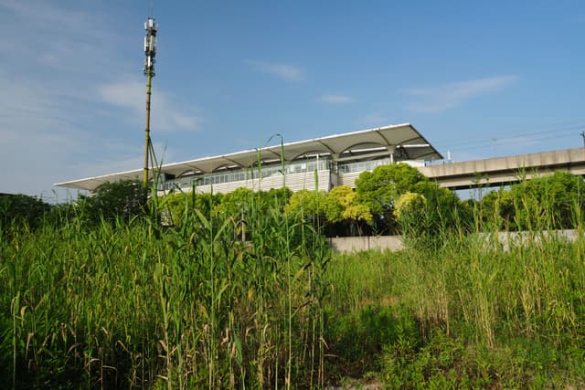 Railway platform with overgrown foliage, blue sky backdrop