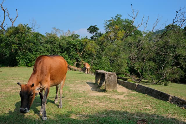 Brown cattle graze in a sunny green field with lush trees and a blue sky. A concrete bench is in the middle ground