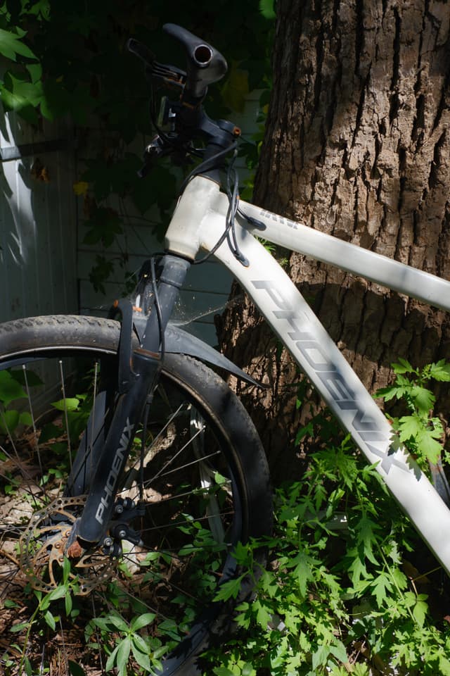 White bicycle front wheel, fork, handlebars, and frame leaning against a textured tree trunk amidst green foliage
