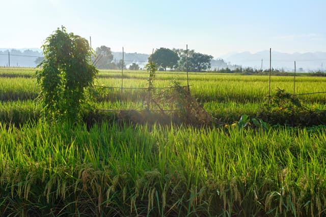Vast green rice field with single vine-covered tree, distant trees, and faint structures under a clear sky with morning light