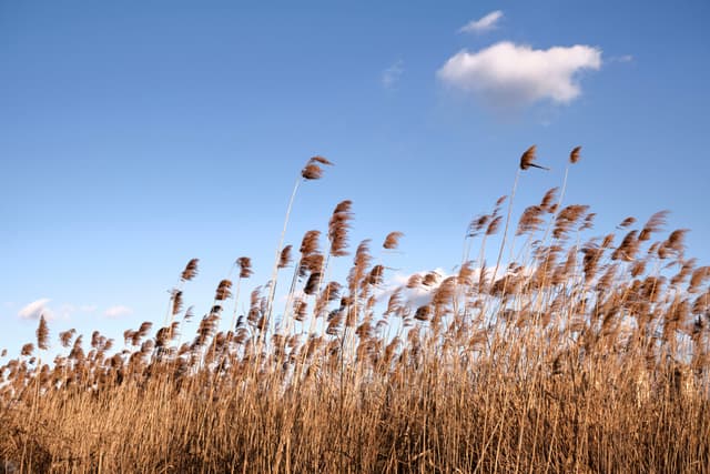Field of dry brown reeds under blue sky with single white cloud