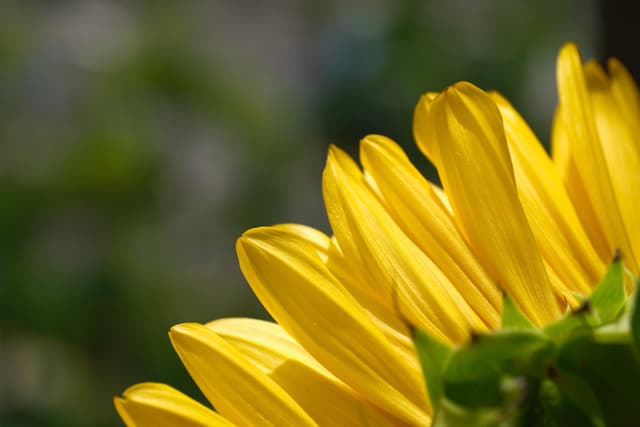Close-up of bright yellow sunflower petals against blurred green background