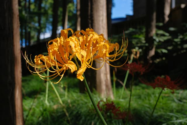 Close-up of bright yellow spider lilies with green grass and tree trunks in the background under sunlight