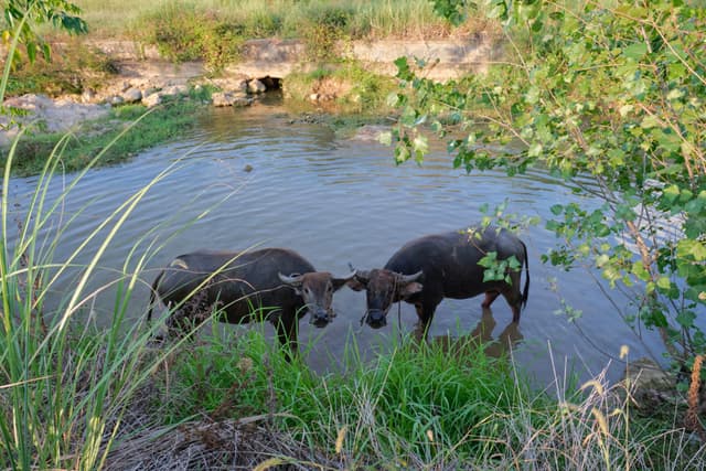 Two dark water buffalo stand in a shallow stream, framed by tall green grass and lush foliage