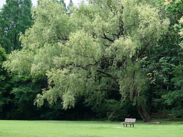 Large light green tree, green lawn, single park bench, dark green forest background