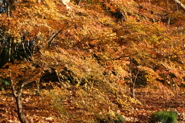 Densely forested hillside covered in orange and yellow autumn leaves