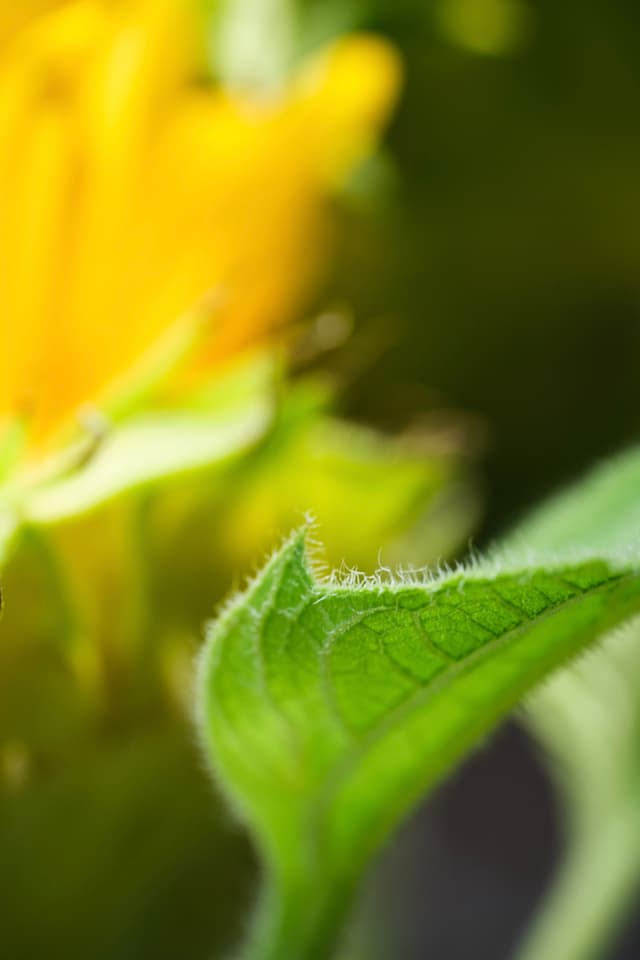Close-up of a fuzzy green leaf in focus, with a blurred yellow flower in the background
