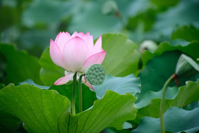 Pink lotus flower, green seed pod, surrounded by green lily pads