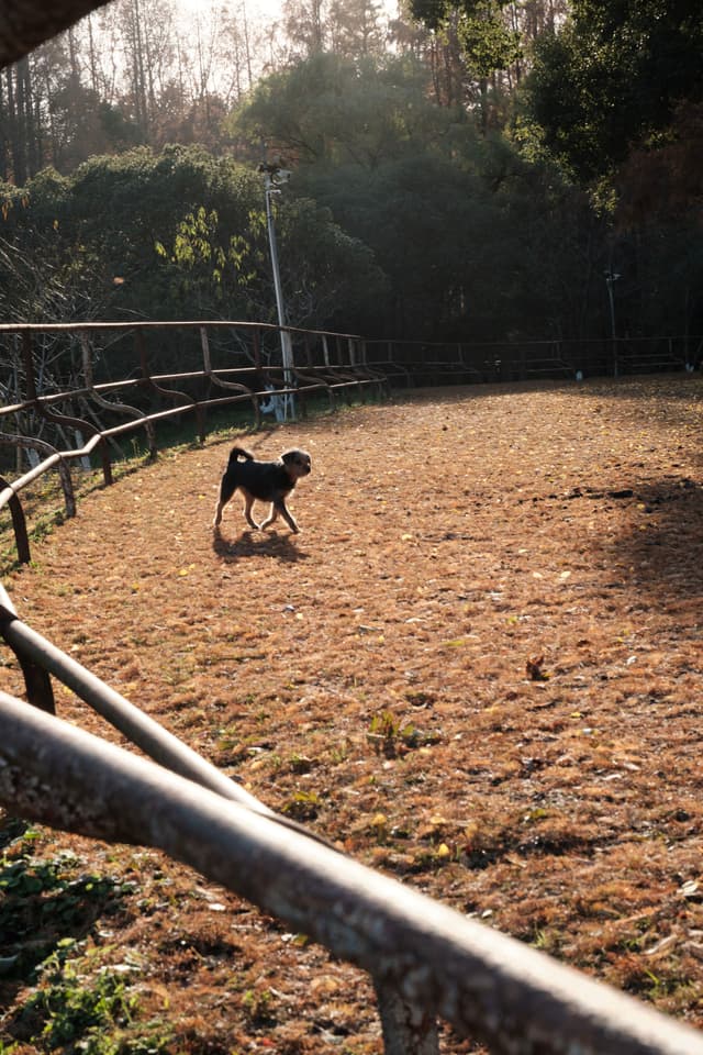 A small dark dog runs through a fenced, dry, grassy field under sunlight, with trees in the background