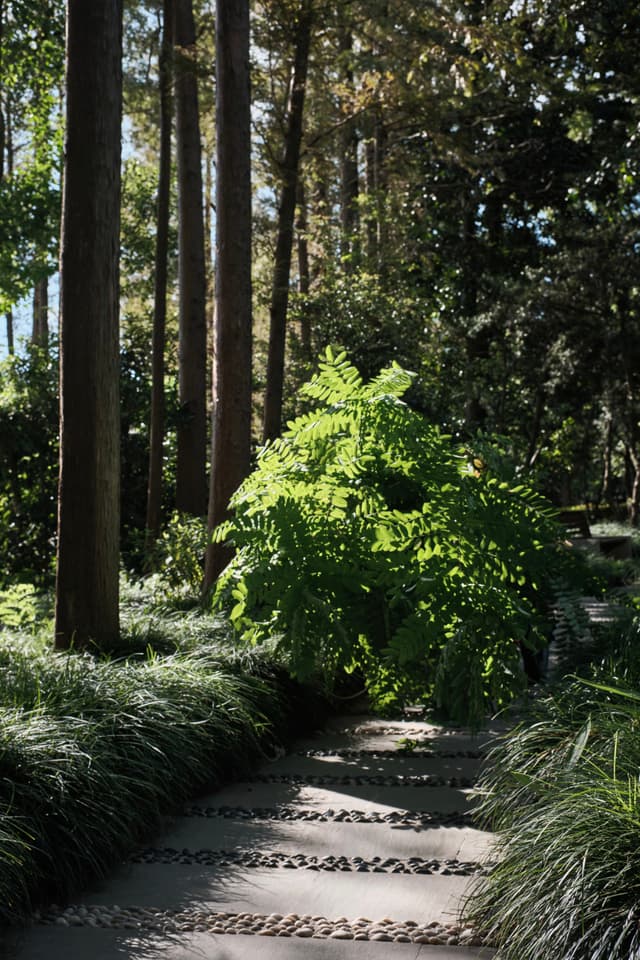 A pebble path winds through a sun-dappled forest with tall trees and lush green undergrowth