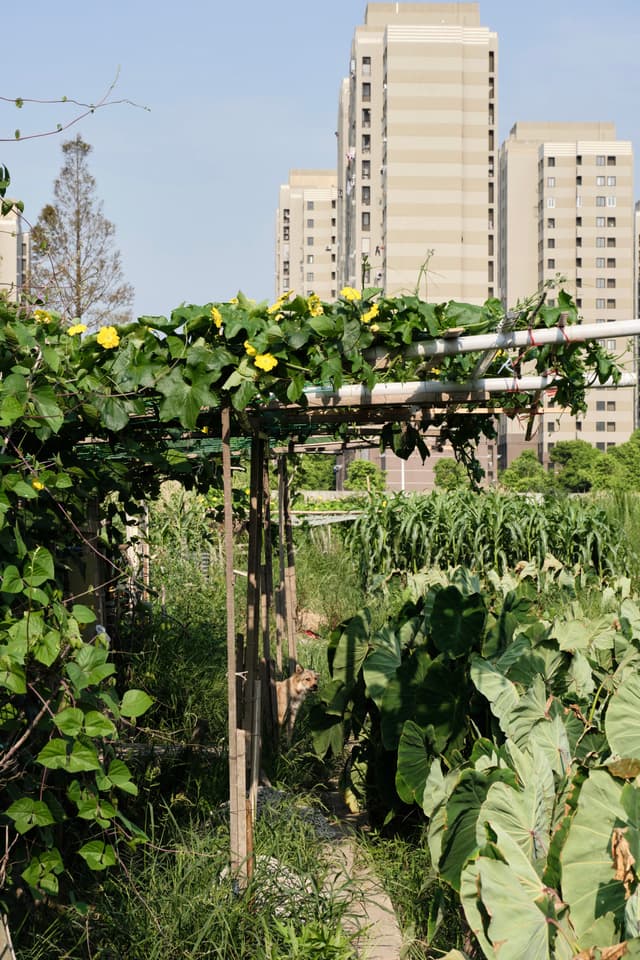 A garden with lush green plants, yellow flowers, and a wooden trellis, set against a backdrop of tall urban apartment buildings under a clear sky