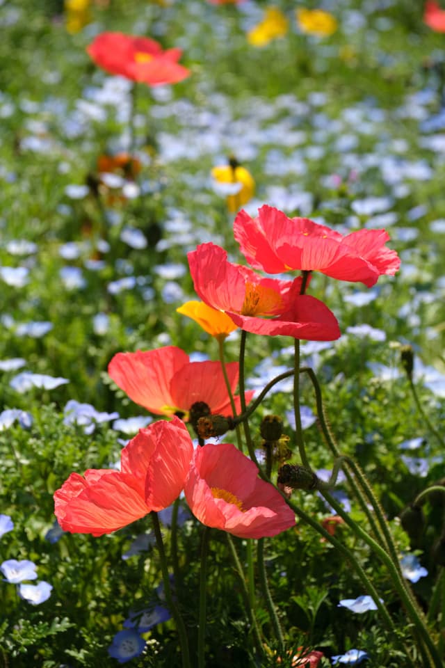 Red poppies amidst a field of small blue and yellow flowers under sunlight