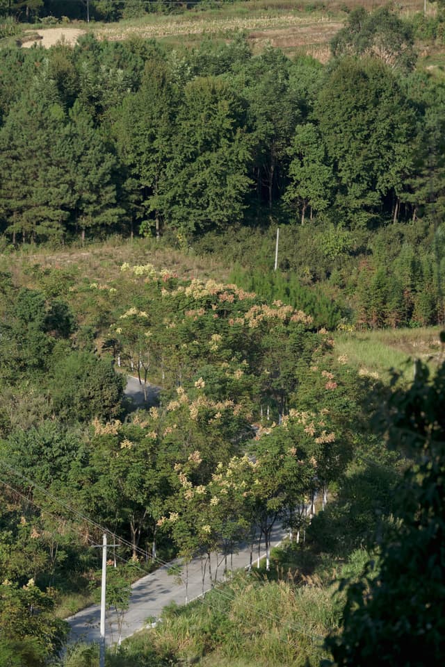 Paved path winds through dense green foliage with tall trees and utility poles