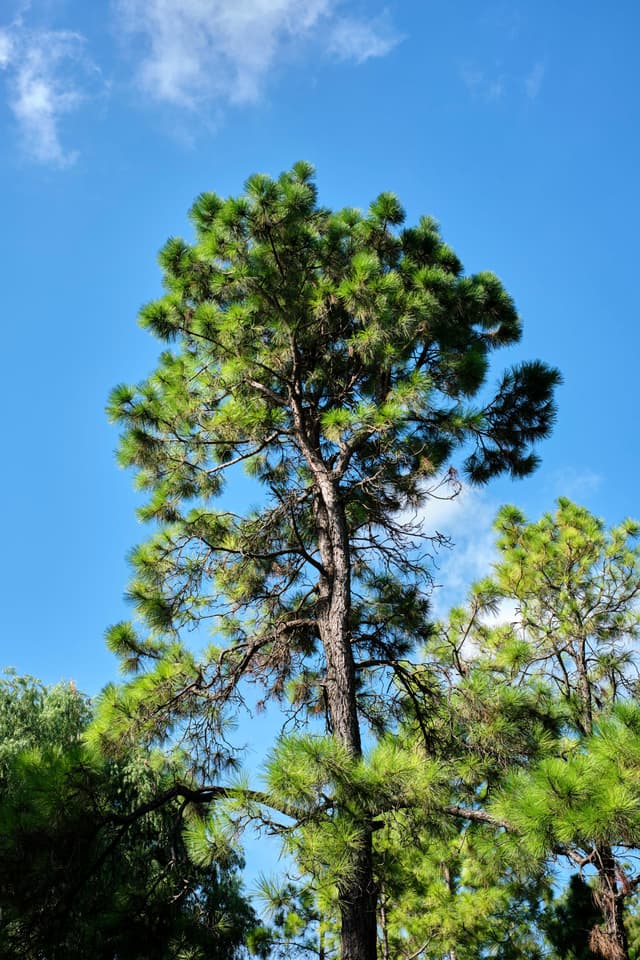 Tall pine tree with green needles and brown trunk against a clear blue sky, with other tree tops visible