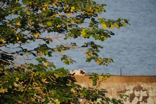 Green tree branches and leaves in foreground, textured brown wall and blue water in background