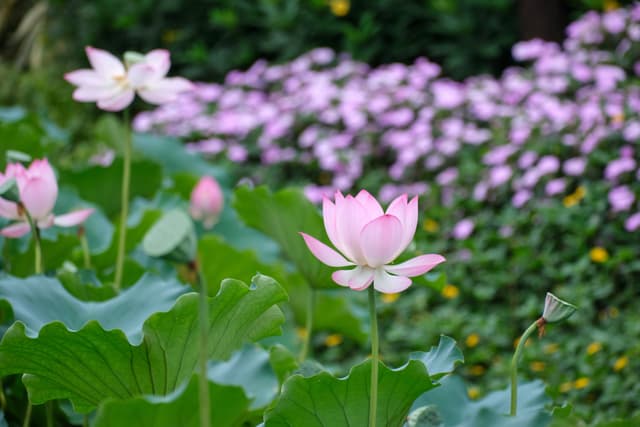 Pink lotus flowers and buds among green leaves with blurred purple background